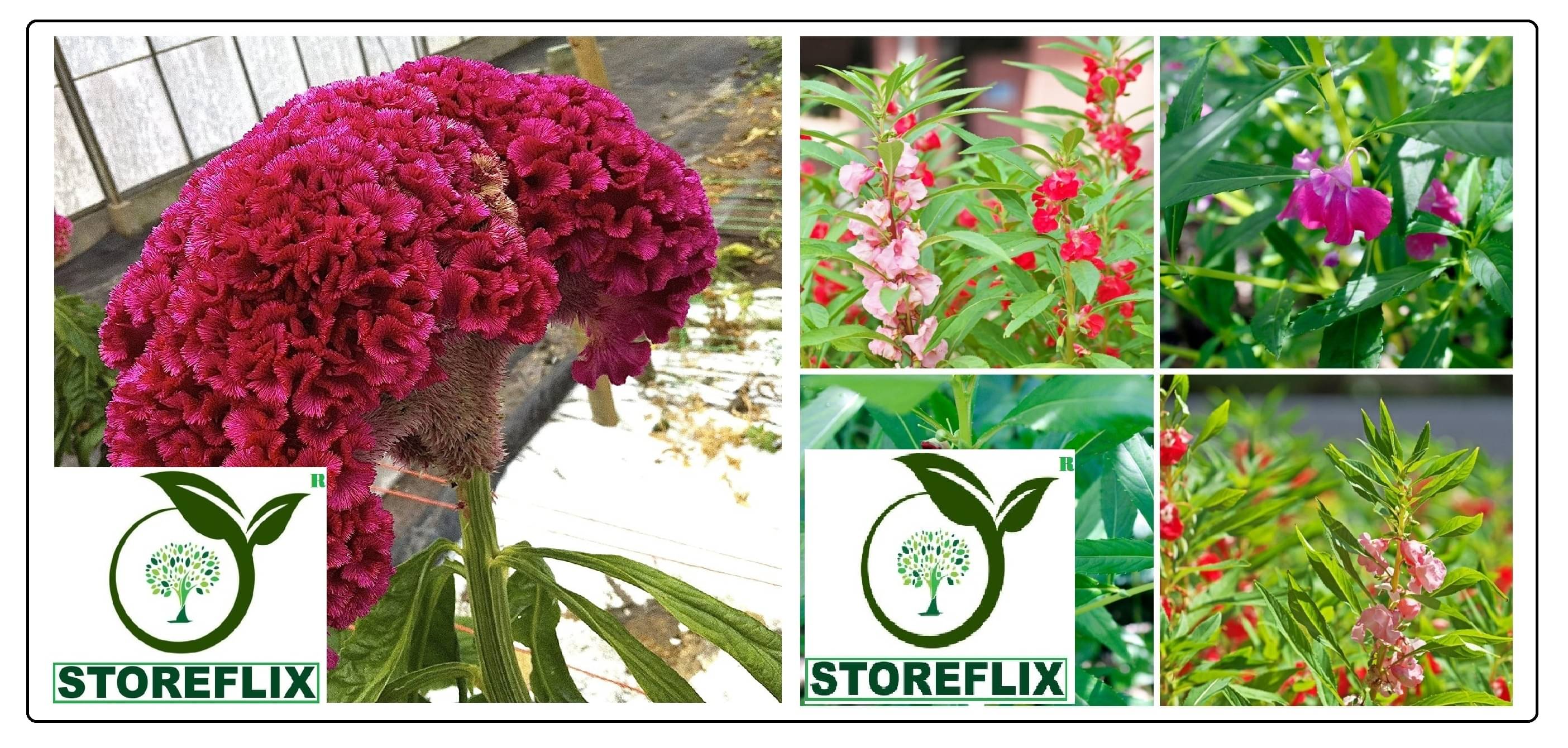     			cockscomb flower 100 seeds and balsam flower 30 seeds pack with free cocopeat and user manual