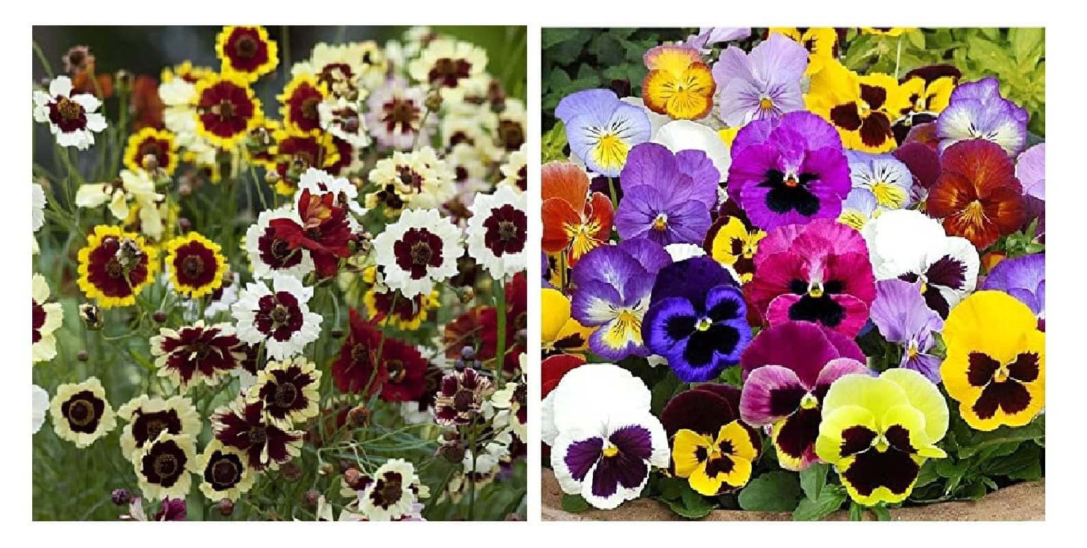 coreopsis flower 30 seeds and pansy 40 seeds pack with free cocopeat and user manual coreopsis flower 30 seeds and pansy 40 seeds pack with free cocopeat and user manual
