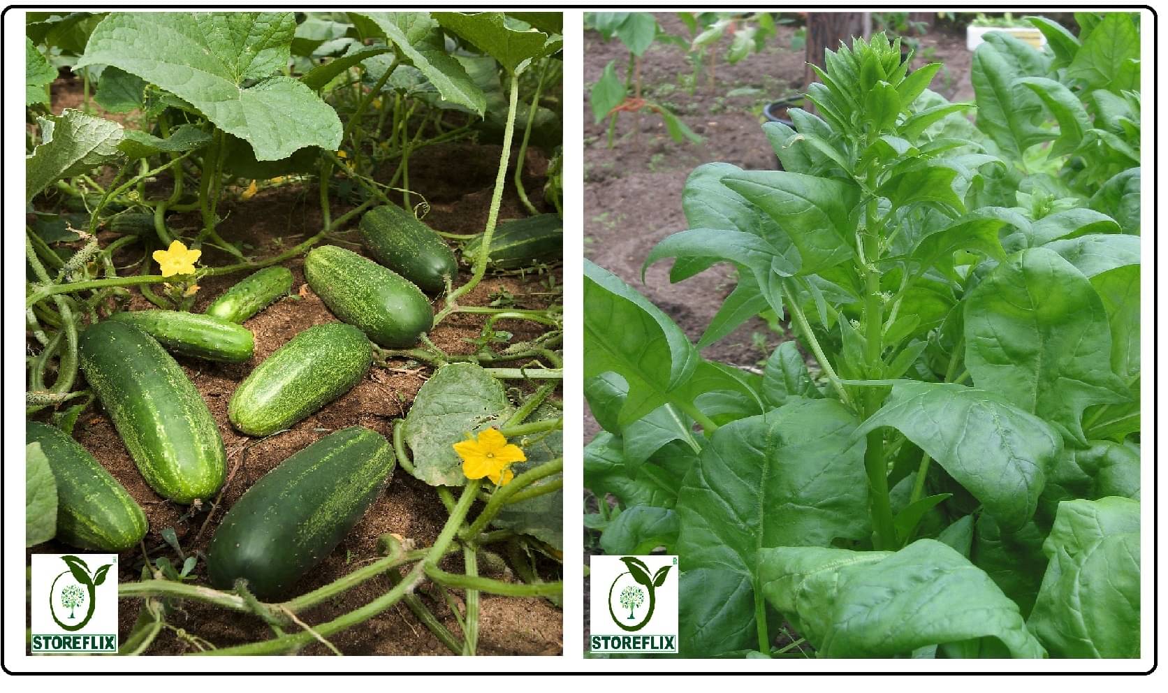 cucumber (khira) 50 seeds and katili palak 100 seeds pack with user manual for home kitchen gradening use cucumber (khira) 50 seeds and katili palak 100 seeds pack with user manual for home kitchen gradening use