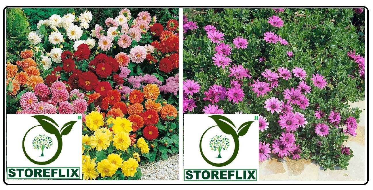 dahlia flower 30 seeds and dimorphotheca flower 20 seeds pack with free cocopeat and user manual dahlia flower 30 seeds and dimorphotheca flower 20 seeds pack with free cocopeat and user manual