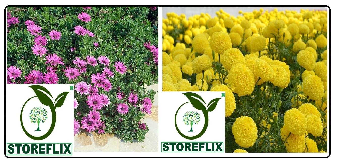     			dimorphotheca flower 20 seeds and yellow marigold flower 50 seeds pack with free cocopeat and user manual