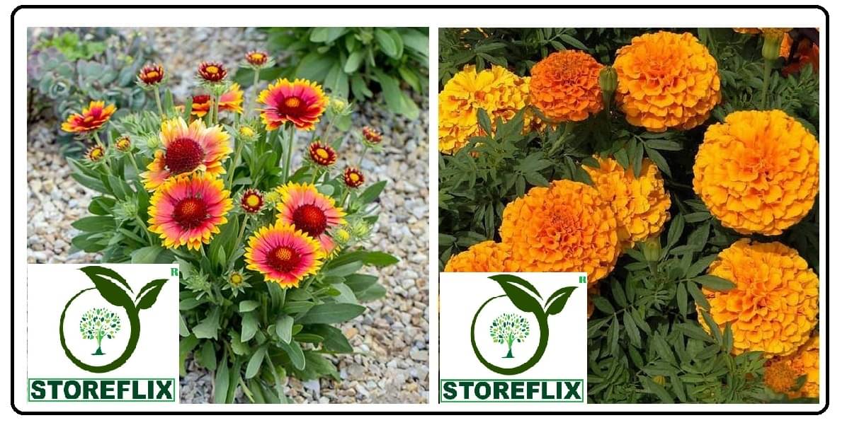 gaillardia flower 30 seeds and yellow marigold flower 50 seeds pack with free cocopeat and user manual     			gaillardia flower 30 seeds and yellow marigold flower 50 seeds pack with free cocopeat and user manual