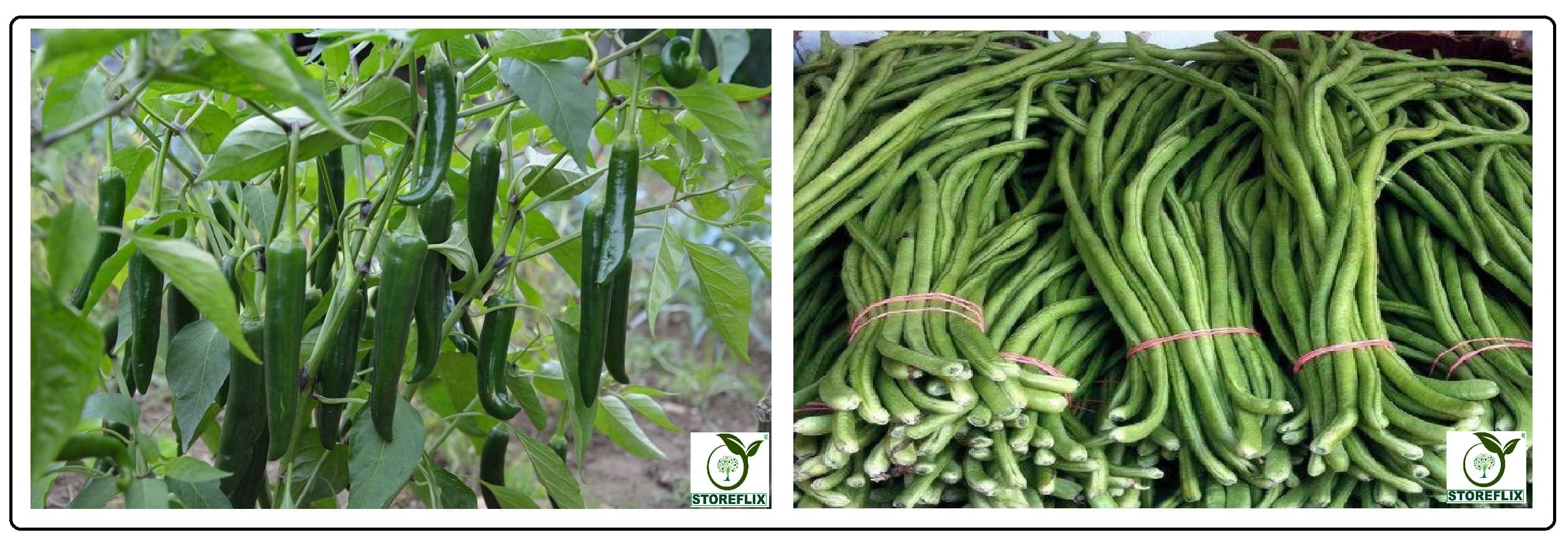 green chilli 50 seeds and lobiya 20 seeds pack with user manual for home kitchen gradening use green chilli 50 seeds and lobiya 20 seeds pack with user manual for home kitchen gradening use