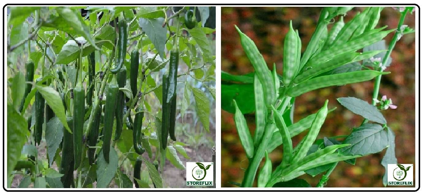 green chilli 50 seeds and cluster bean 30 seeds pack with user manual for home kitchen gradening use green chilli 50 seeds and cluster bean 30 seeds pack with user manual for home kitchen gradening use
