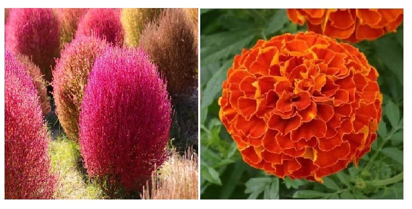 kochia flower 50 seeds and red marigold flower 50 seeds pack with free cocopeat and user manual kochia flower 50 seeds and red marigold flower 50 seeds pack with free cocopeat and user manual