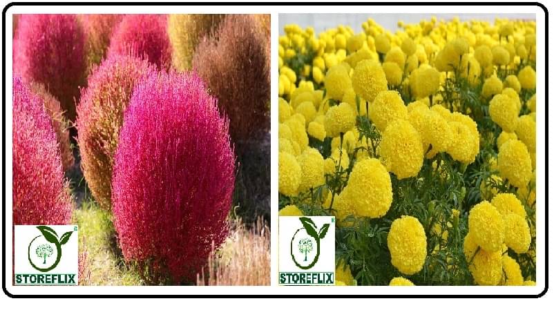     			kochia flower 50 seeds and yellow marigold  flower 50 seeds pack with free cocopeat and user manual