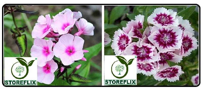 phlox flower 30 seeds and dianthus flower 50 seeds pack with free cocopeat and user manual phlox flower 30 seeds and dianthus flower 50 seeds pack with free cocopeat and user manual