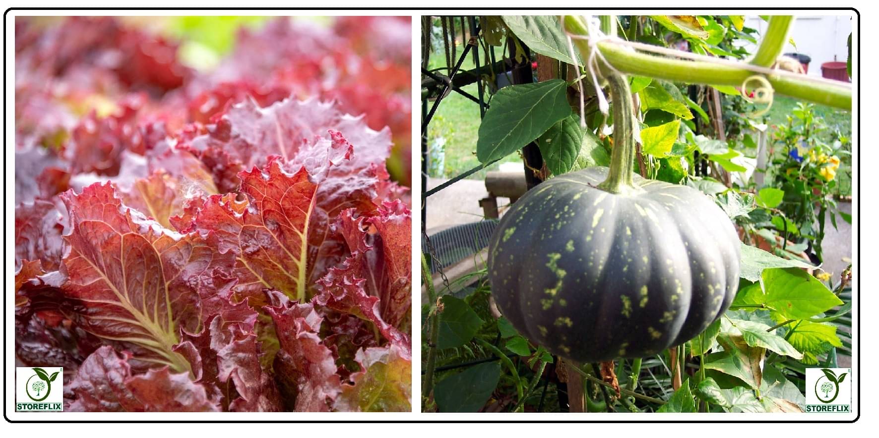 red lettuce 100 seeds and kaddu 20 seeds pack with user manual for home kitchen gradening use red lettuce 100 seeds and kaddu 20 seeds pack with user manual for home kitchen gradening use