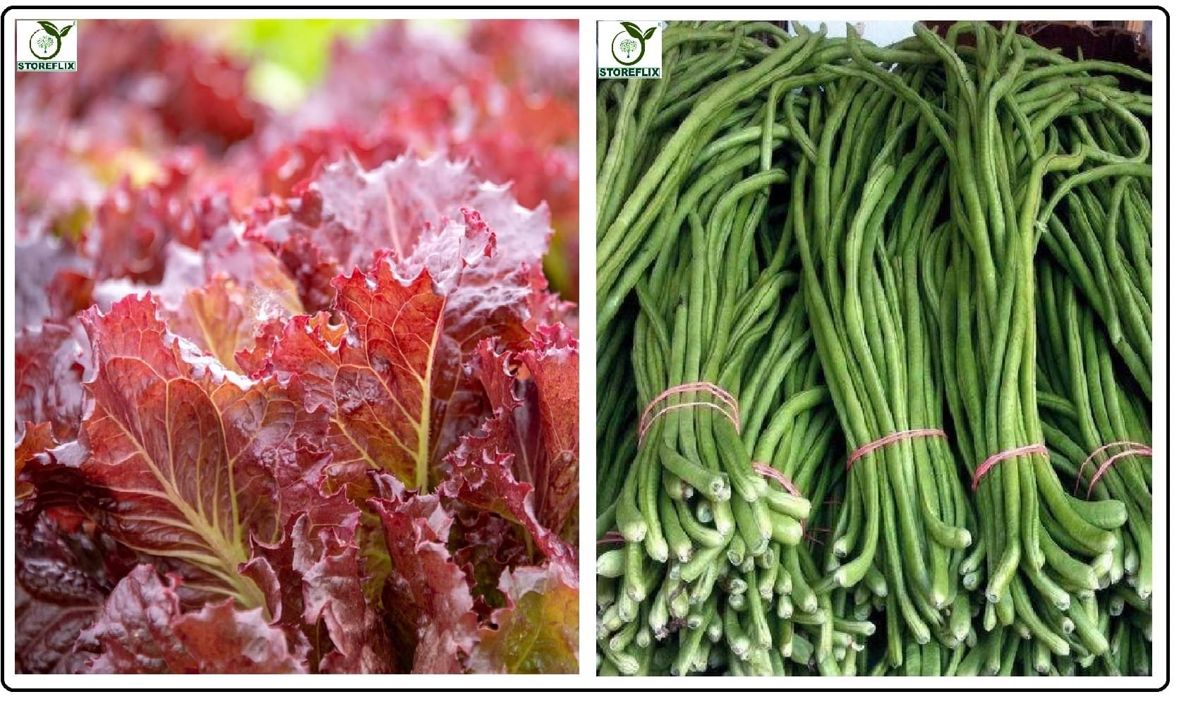     			red lettuce 100 seeds and lobiya 20 seeds pack with user manual for home kitchen gradening use