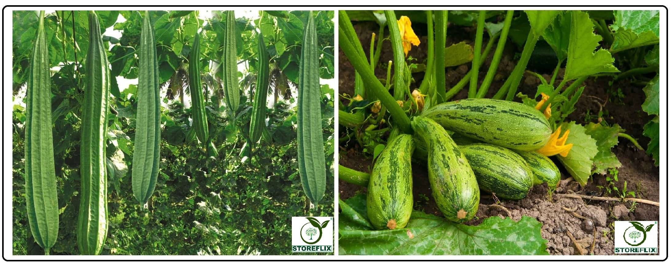     			ridge gourd torai 20 seeds and squash long 10 seeds pack with user manual for home kitchen gradening use