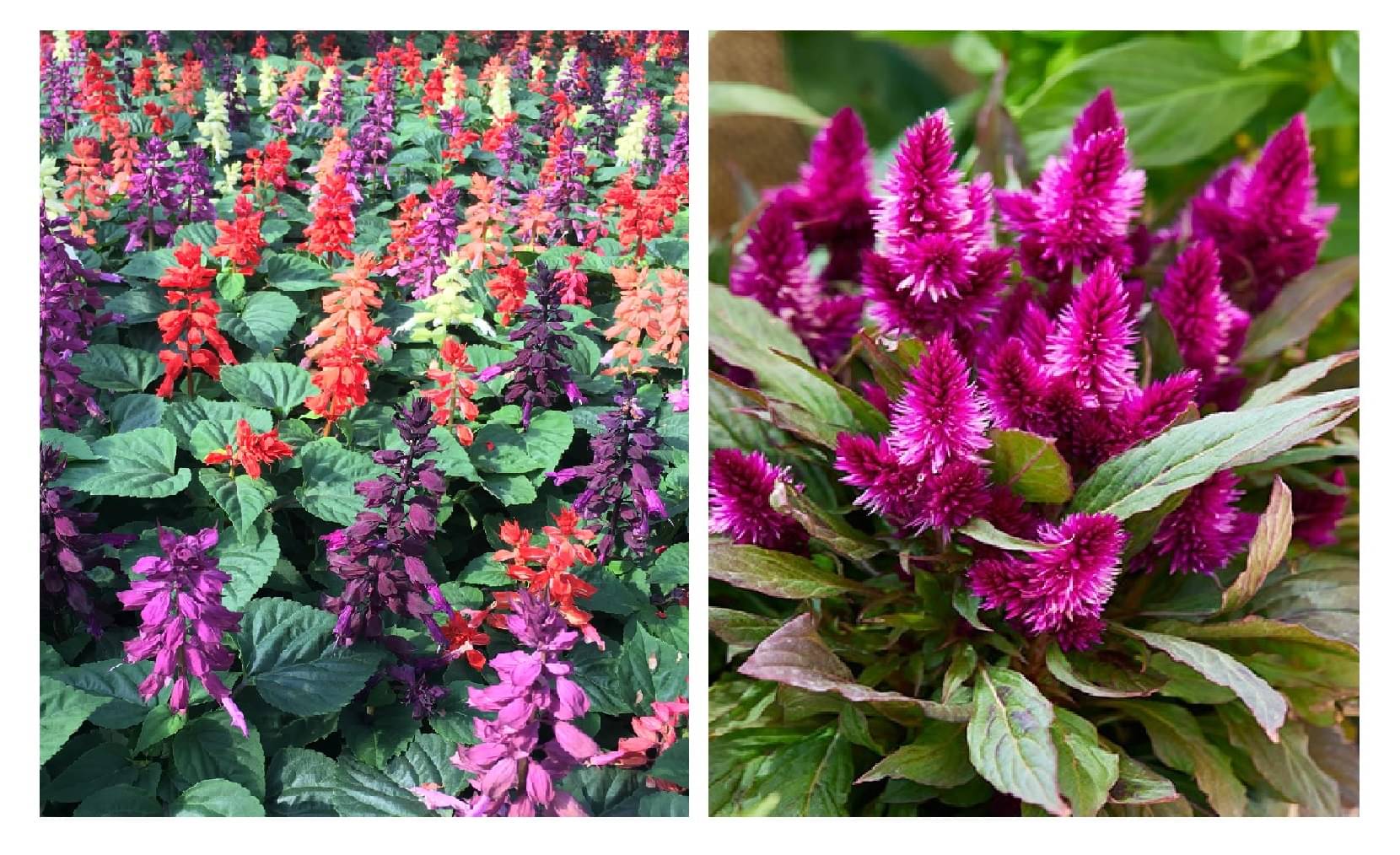     			saulvia flower 30 seeds and celosia flower 100 seeds pack with free cocopeat and user manual