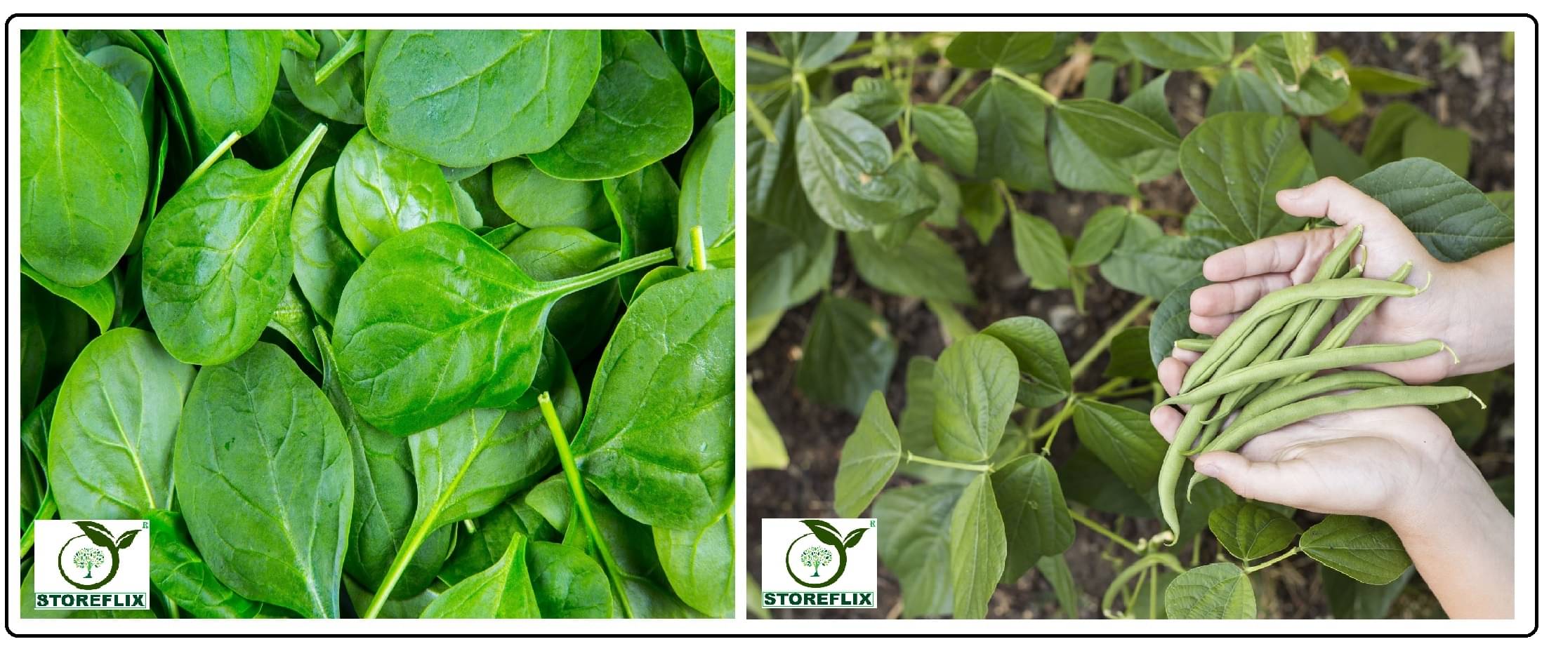     			spinach (palak) 100 seeds and french bean 25  seeds pack with user manual for home kitchen gradening use