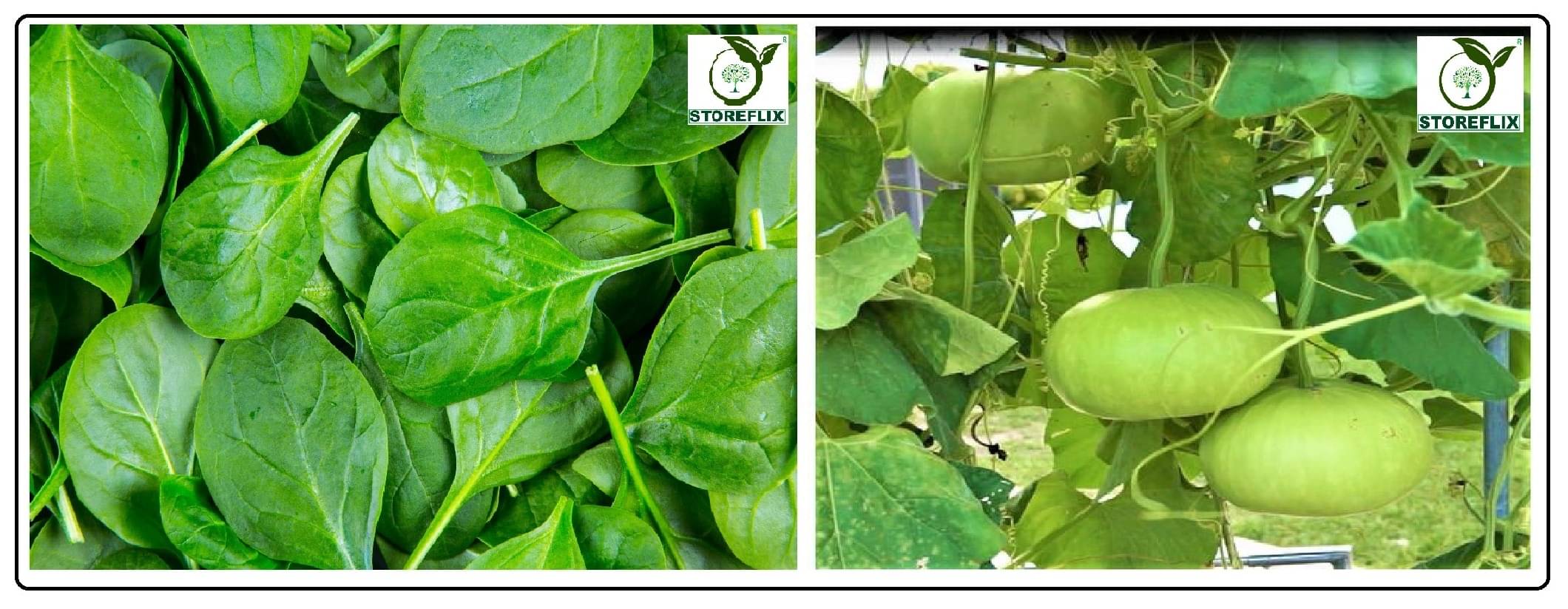     			spinach (palak) 100 seeds and bottle gourd round 25  seeds pack with user manual for home kitchen gradening use