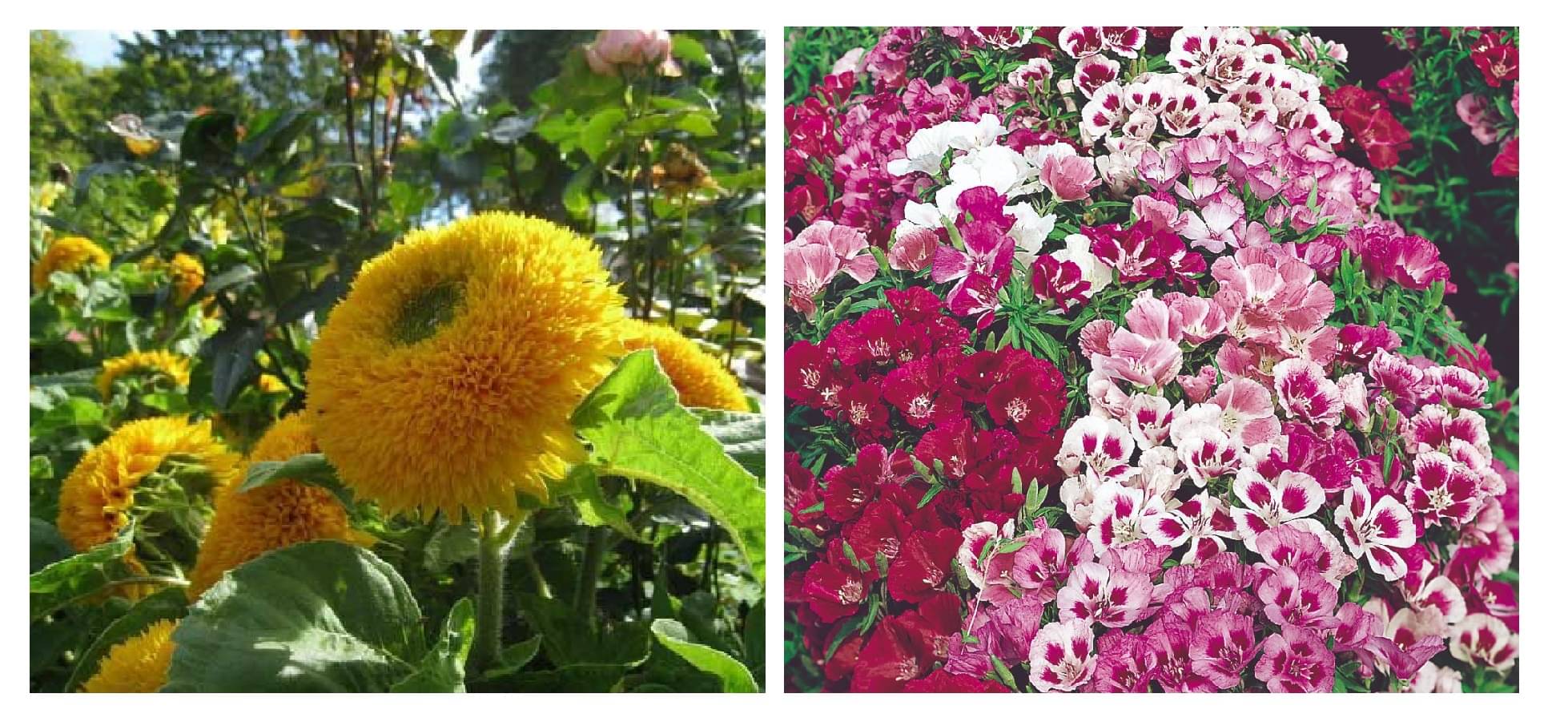     			sungold flower 15 seeds and godetia flower 30 seeds pack with free cocopeat and user manual