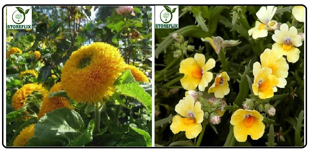     			sungold flower 15 seeds and nemesia  flower 50 seeds pack with free cocopeat and user manual
