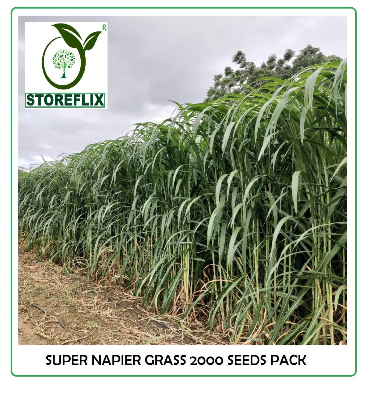 super napier green elephant grass 2000+ seeds pack for outdoor farming use with instrucion manual super napier green elephant grass 2000+ seeds pack for outdoor farming use with instrucion manual