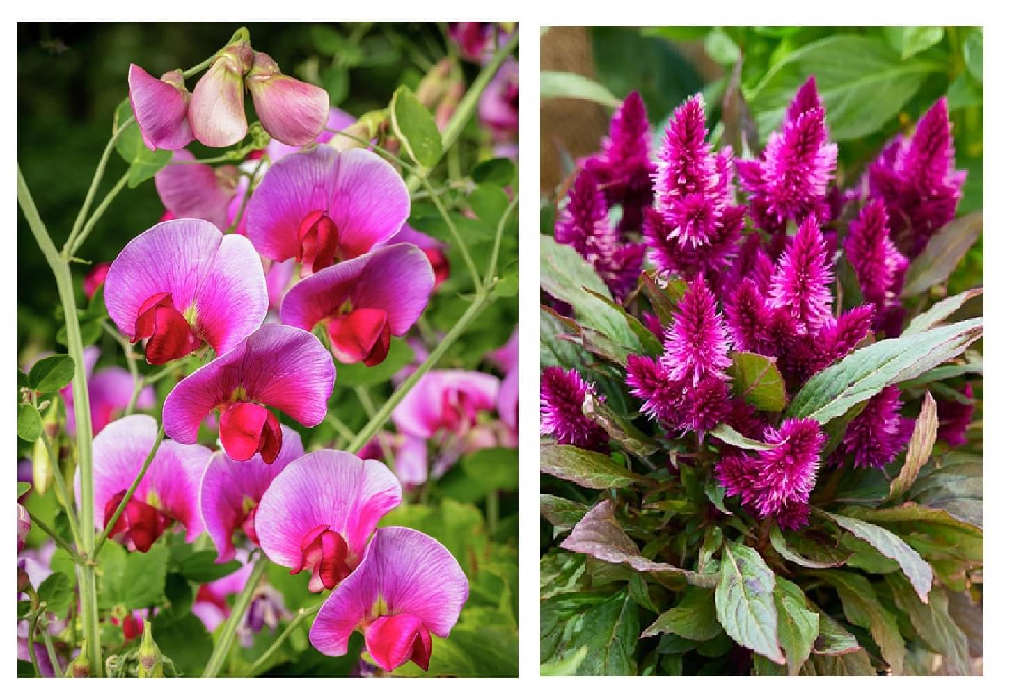     			sweet pea flower 20 seeds and celosia flower 100 seeds pack with free cocopeat and user manual