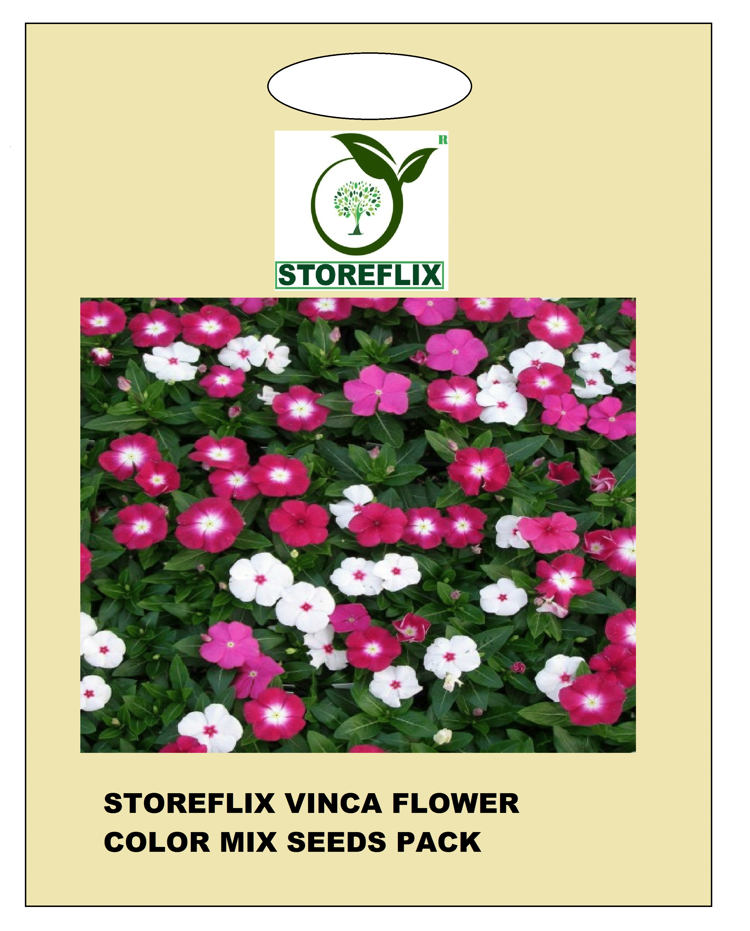     			vinca flower 50 seeds pack with free cocopeat and user manual