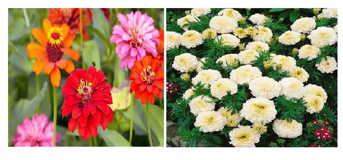     			zinnia flower 30 seeds and white marigold flower 50 seeds pack with free cocopeat and user manual