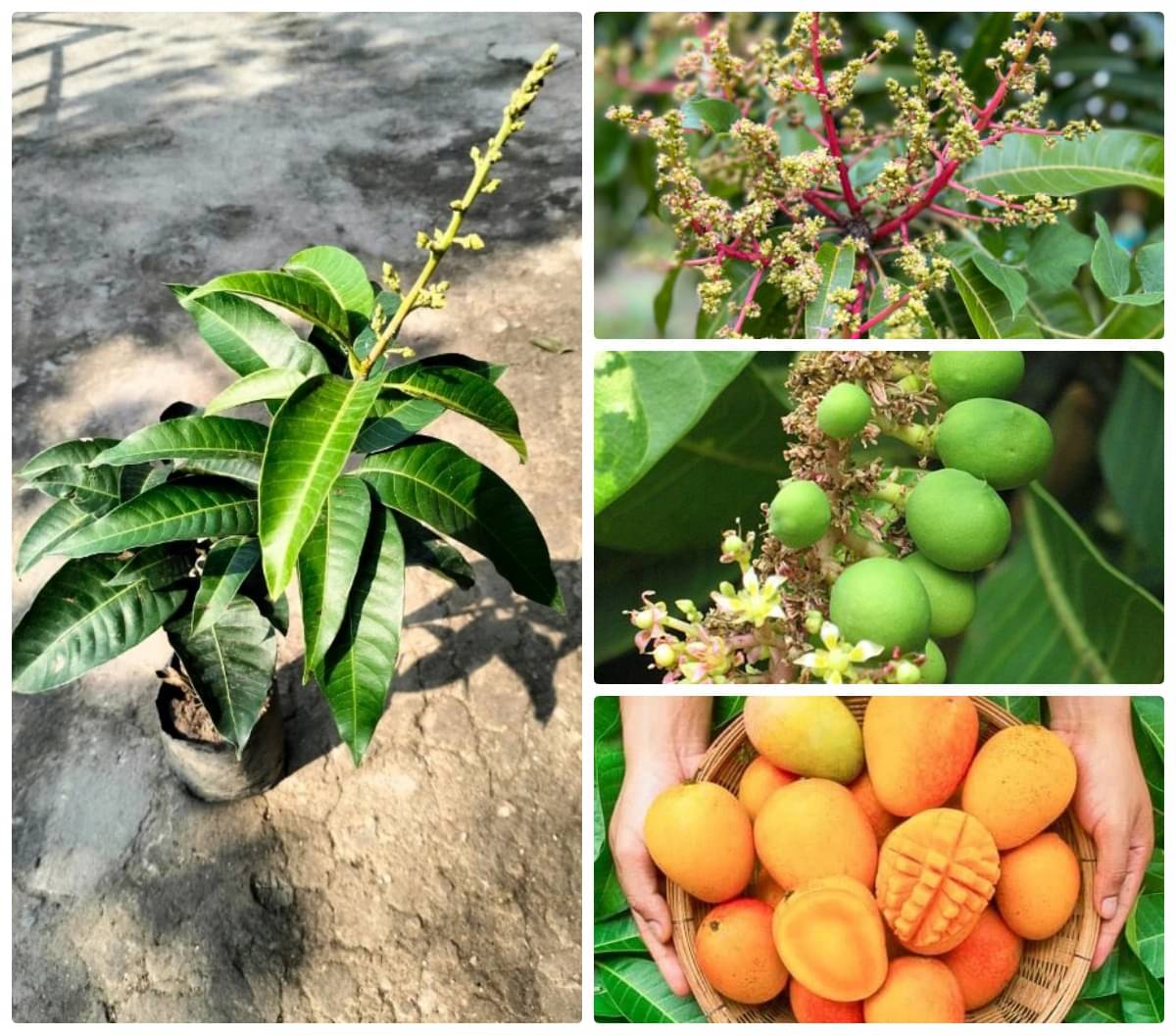 Cloud Farm Outdoor Mango Fruit Plant Pack of 1 Cloud Farm Outdoor Mango Fruit Plant Pack of 1