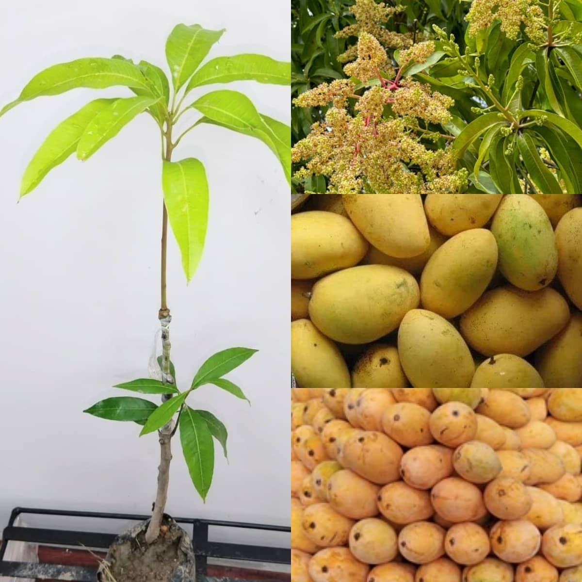 Cloud Farm Outdoor Mango Fruit Plant Pack of 1
