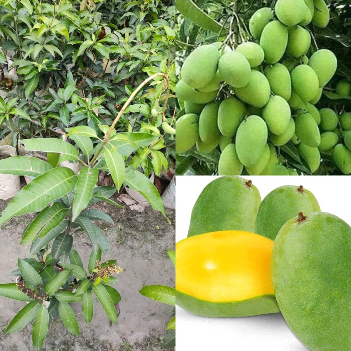 Cloud Farm Outdoor Mango Fruit Plant Pack of 1