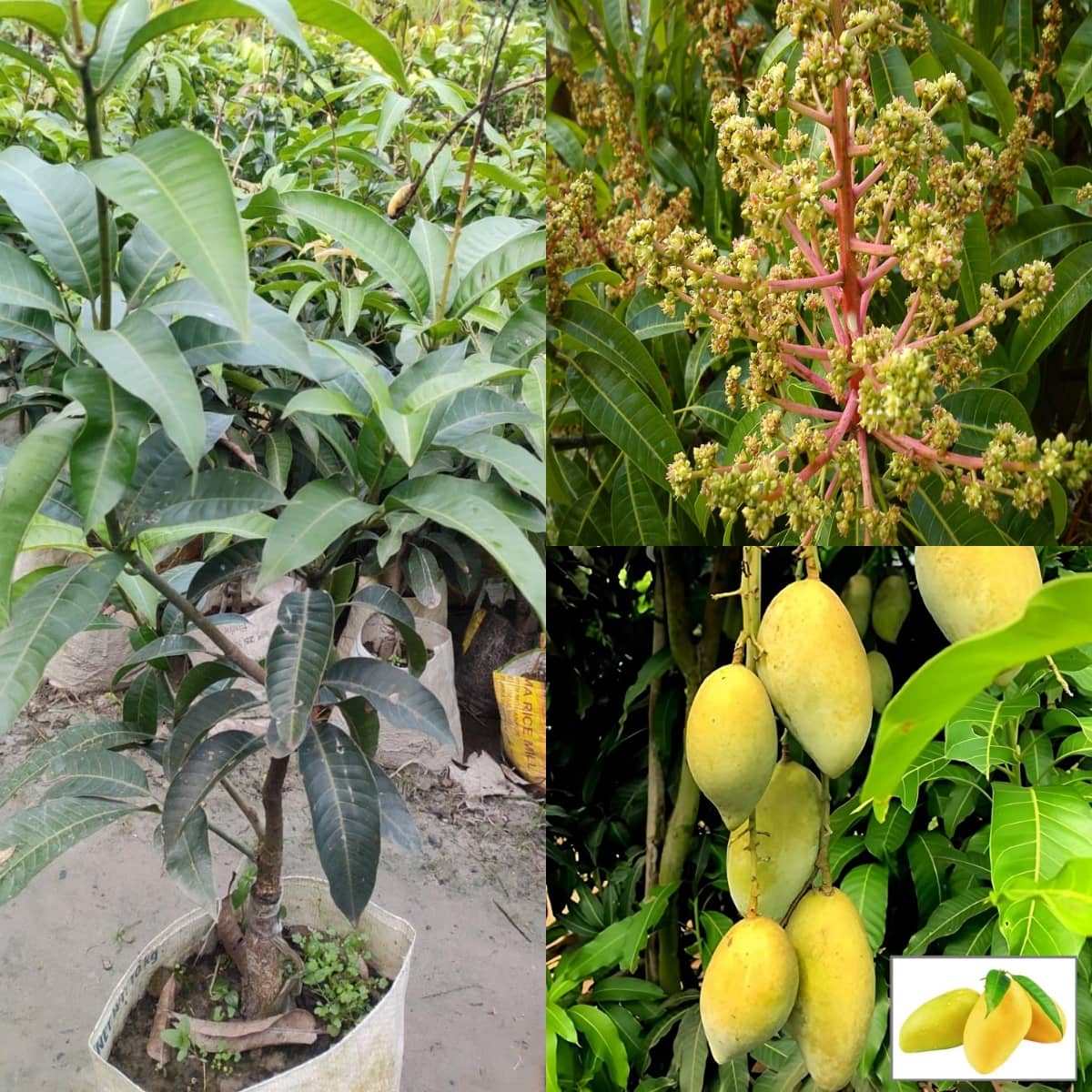 Cloud Farm Outdoor Mango Fruit Plant Pack of 1