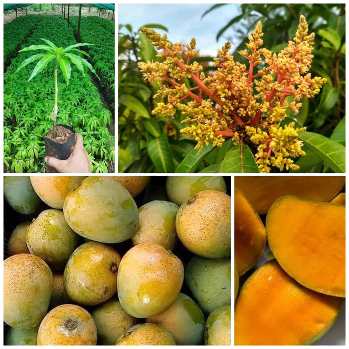 Cloud Farm Outdoor Mango Fruit Plant Pack of 1