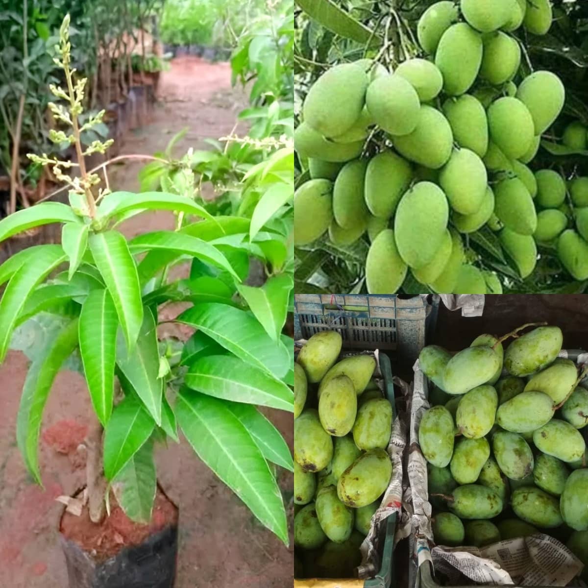 Cloud Farm Outdoor Mango Fruit Plant Pack of 1