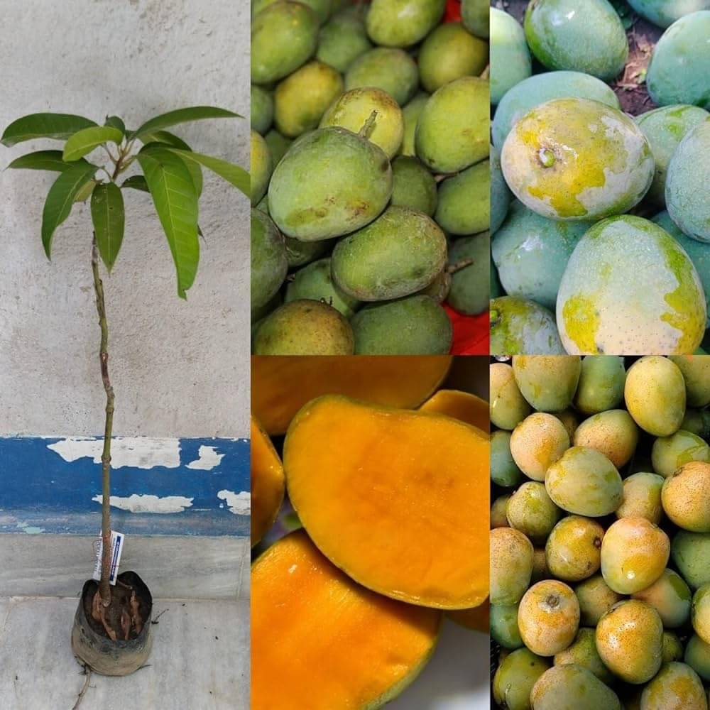 Cloud Farm Outdoor Mango Fruit Plant Pack of 1 Cloud Farm Outdoor Mango Fruit Plant Pack of 1