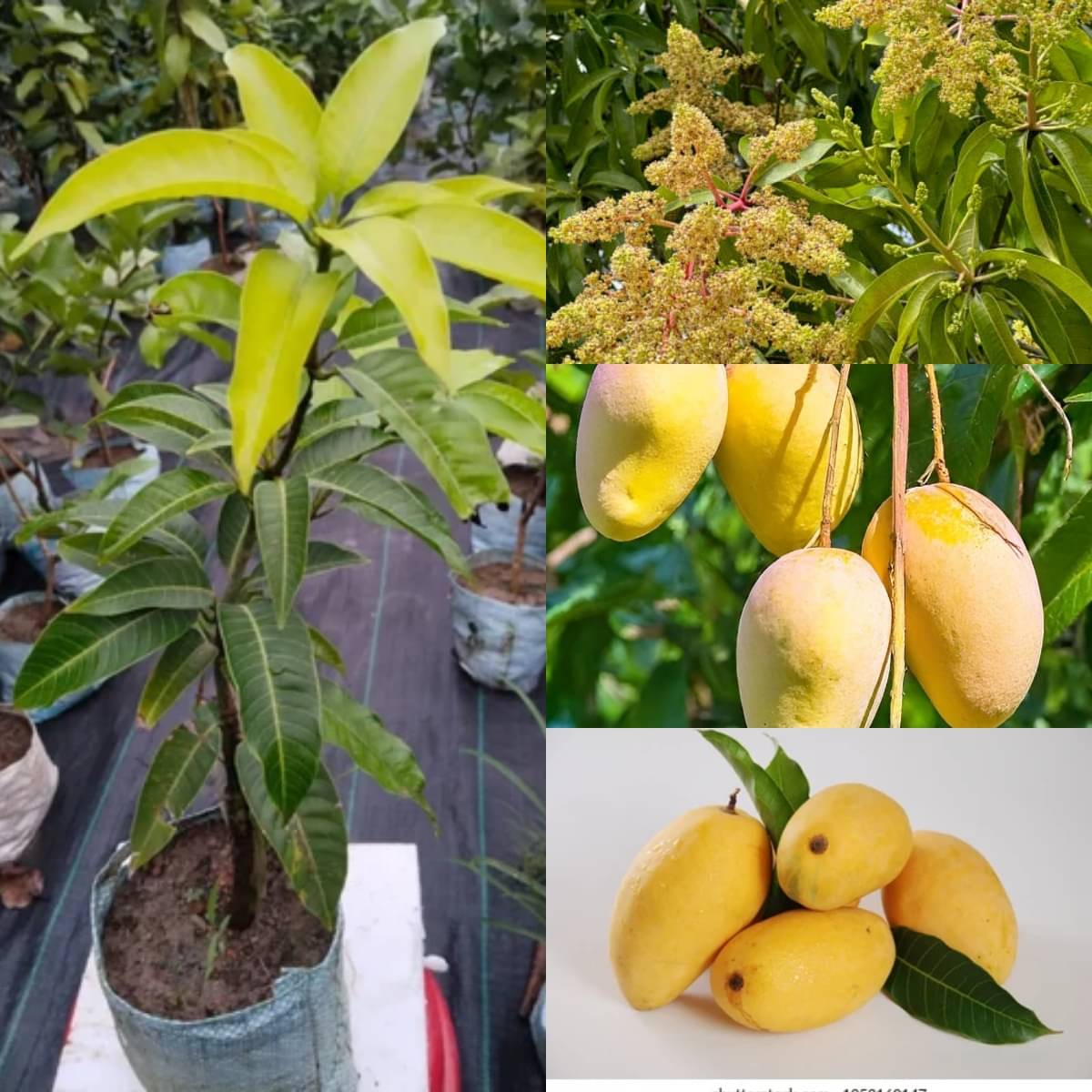 Cloud Farm Outdoor Mango Fruit Plant Pack of 1 Cloud Farm Outdoor Mango Fruit Plant Pack of 1