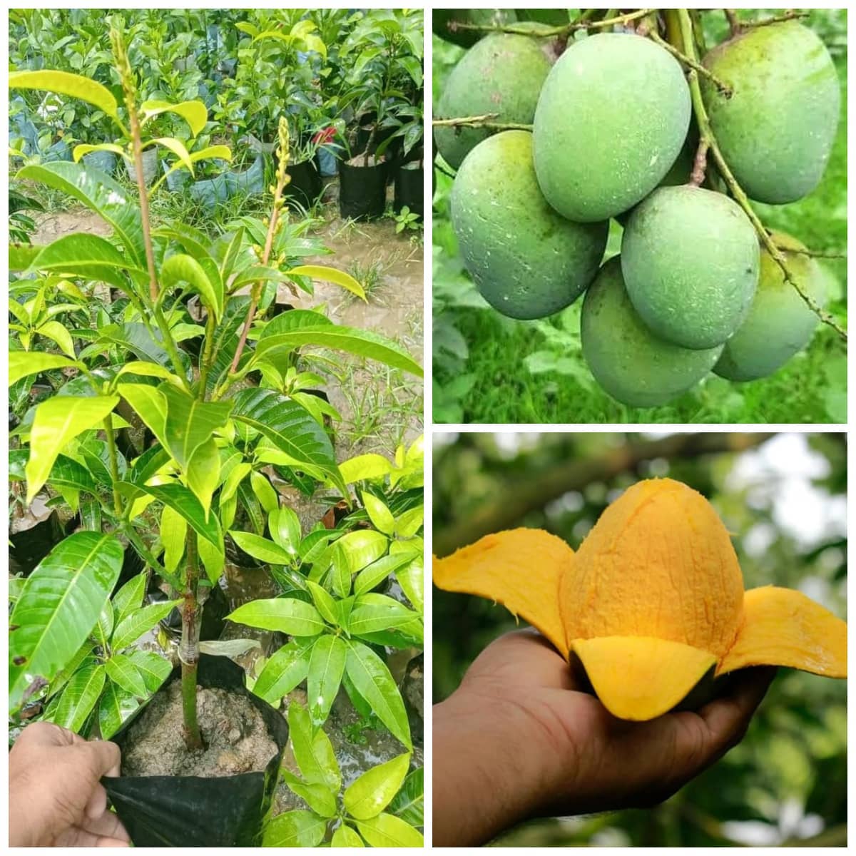 Cloud Farm Outdoor Mango Fruit Plant Pack of 1