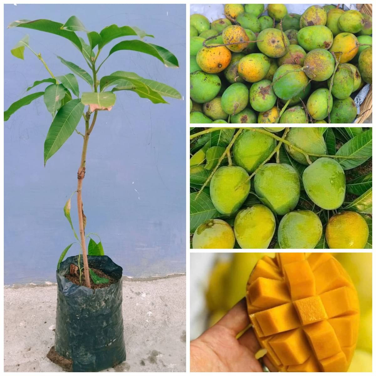 Cloud Farm Outdoor Mango Fruit Plant Pack of 1     			Cloud Farm Outdoor Mango Fruit Plant Pack of 1