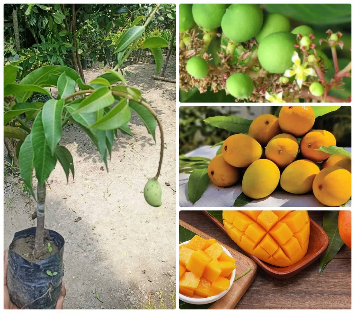 Cloud Farm Outdoor Mango Fruit Plant Pack of 1     			Cloud Farm Outdoor Mango Fruit Plant Pack of 1