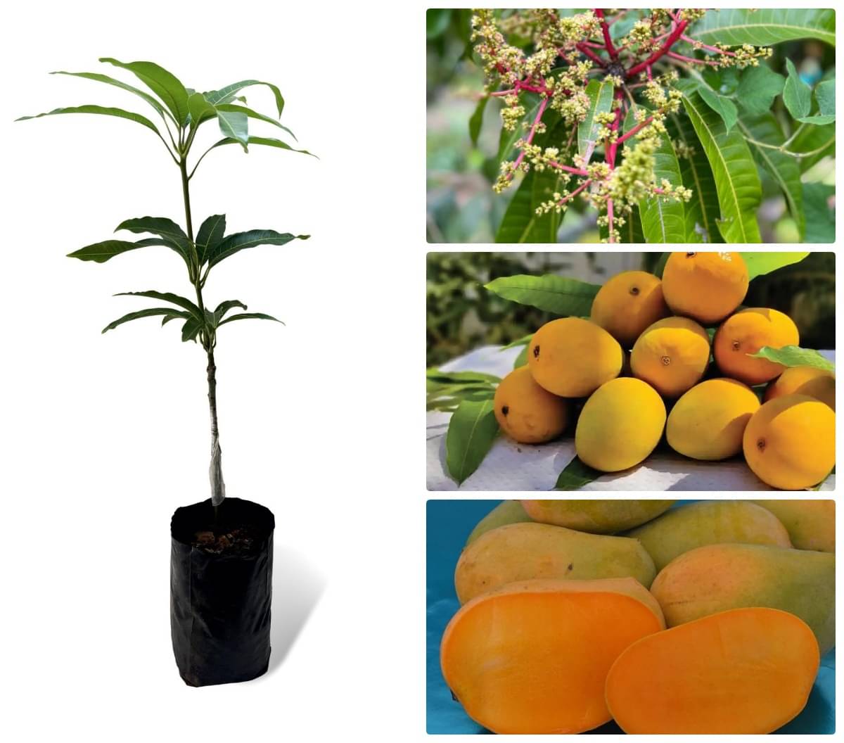 Cloud Farm Outdoor Mango Fruit Plant Pack of 1 Cloud Farm Outdoor Mango Fruit Plant Pack of 1