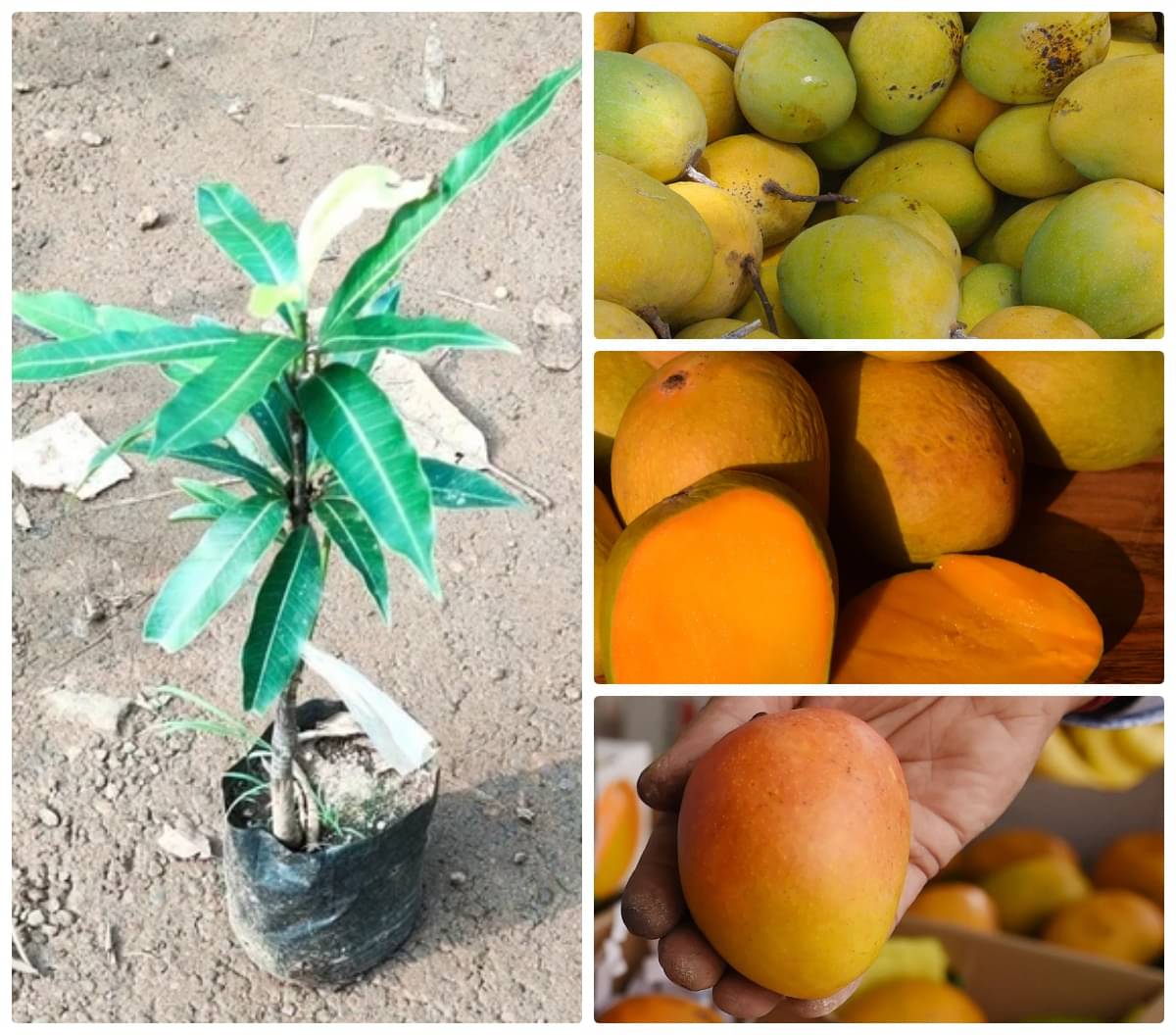 Cloud Farm Outdoor Mango Fruit Plant Pack of 1 Cloud Farm Outdoor Mango Fruit Plant Pack of 1