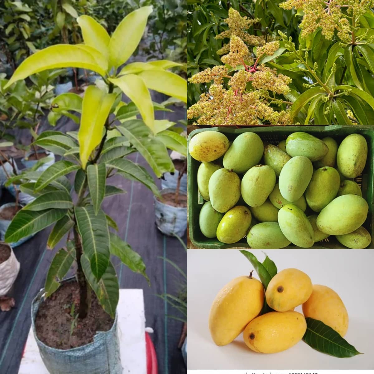Cloud Farm Outdoor Mango Fruit Plant Pack of 1