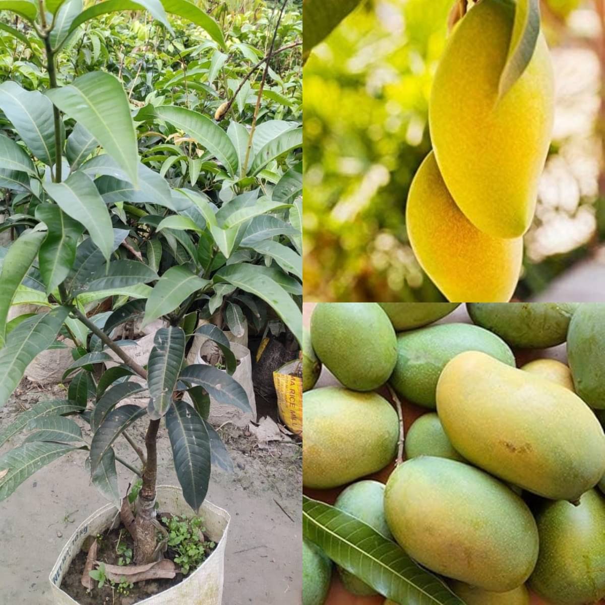 Cloud Farm Outdoor Mango Fruit Plant Pack of 1 Cloud Farm Outdoor Mango Fruit Plant Pack of 1