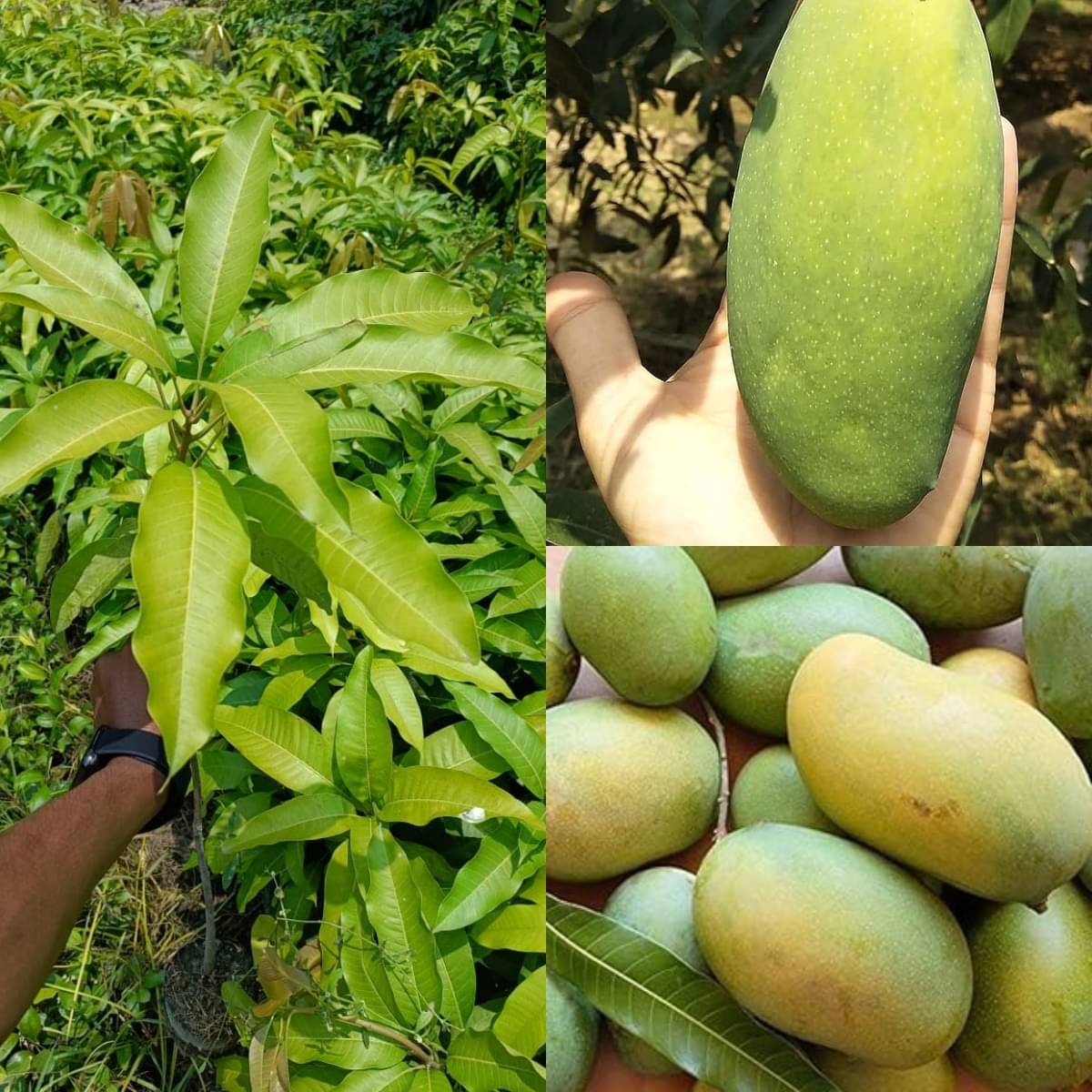 Cloud Farm Outdoor Mango Fruit Plant Pack of 1 Cloud Farm Outdoor Mango Fruit Plant Pack of 1