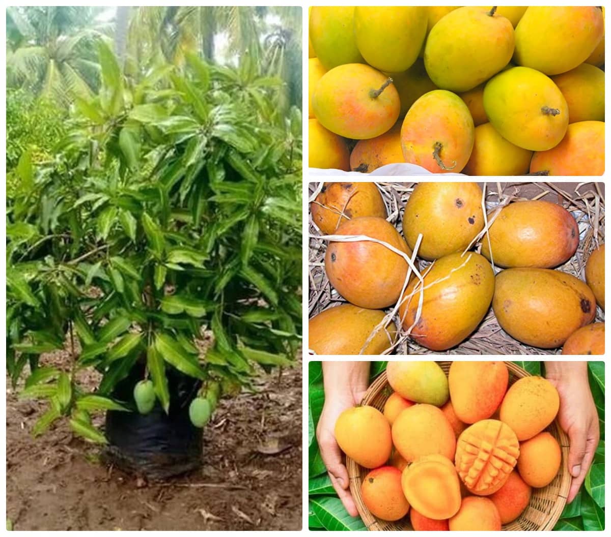 Cloud Farm Outdoor Mango Fruit Plant Pack of 1