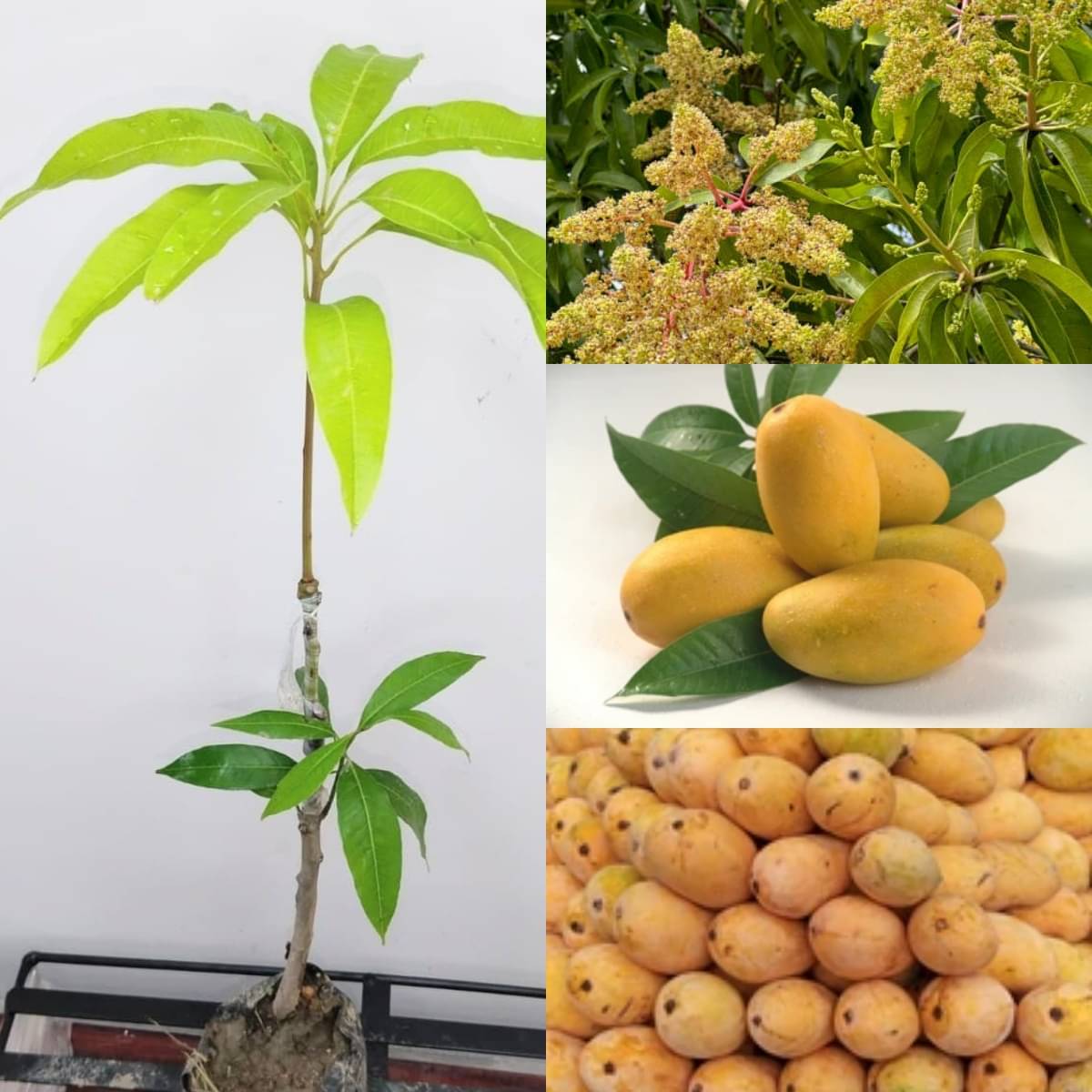     			Cloud Farm Outdoor Mango Fruit Plant Pack of 1