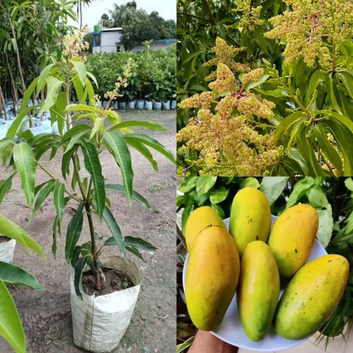 Cloud Farm Outdoor Mango Fruit Plant Pack of 1     			Cloud Farm Outdoor Mango Fruit Plant Pack of 1