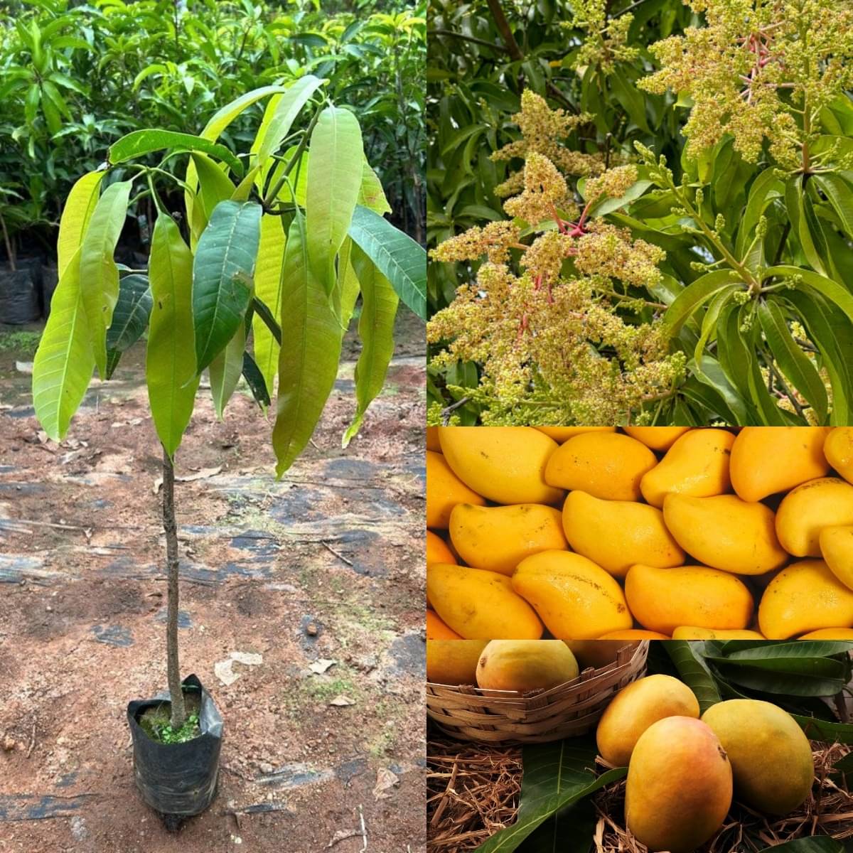 Cloud Farm Outdoor Mango Fruit Plant Pack of 1 Cloud Farm Outdoor Mango Fruit Plant Pack of 1