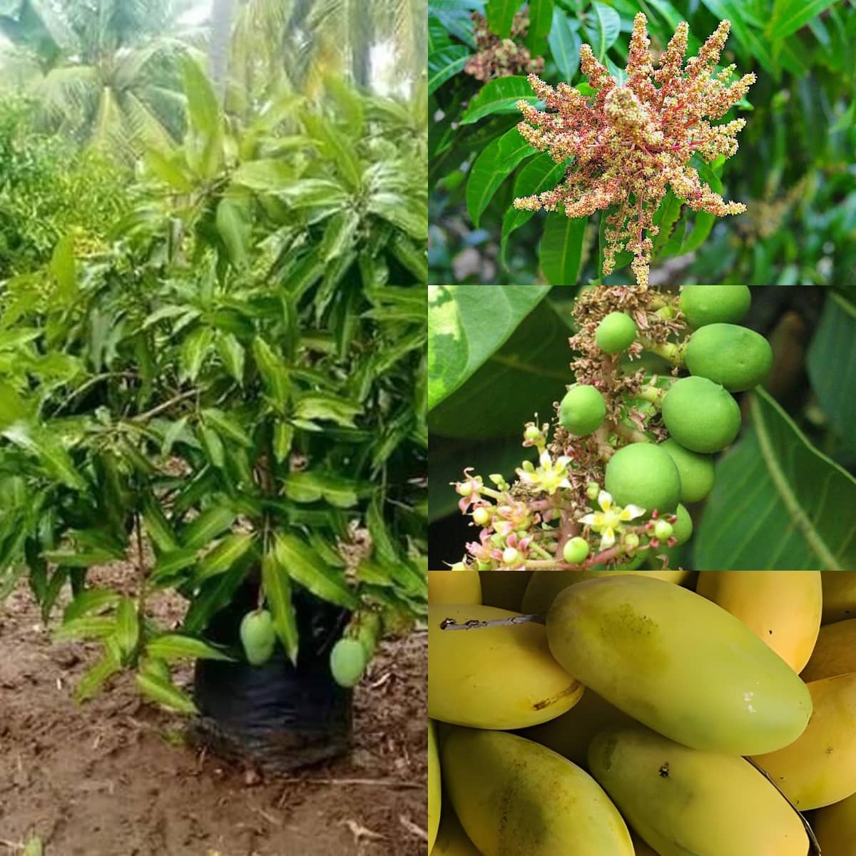 Cloud Farm Outdoor Mango Fruit Plant Pack of 1