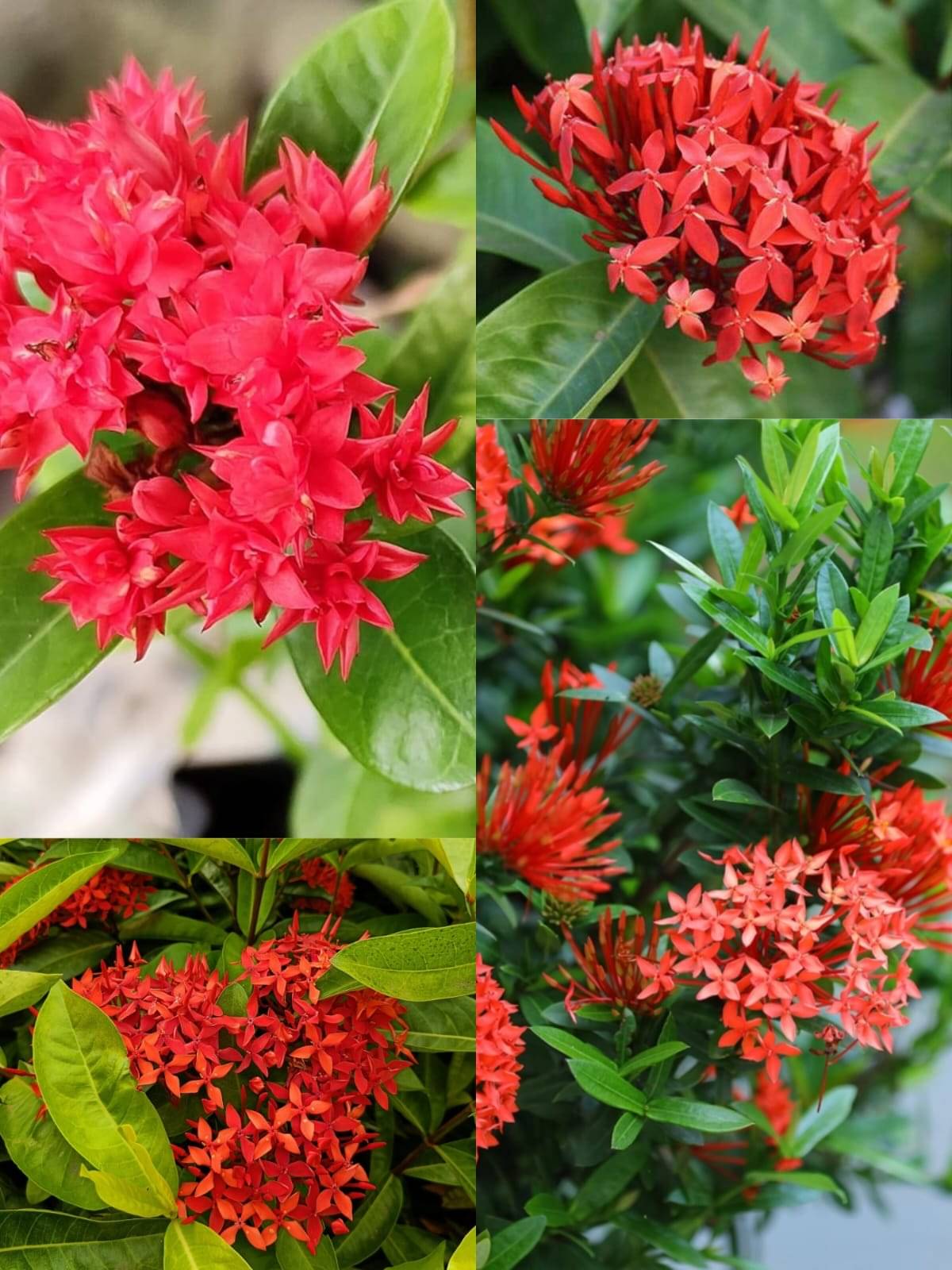     			Beautiful  All Time Red Rongon Flower Plant || For home garden flower outdoor indoor plant For Garden Pack of 1
