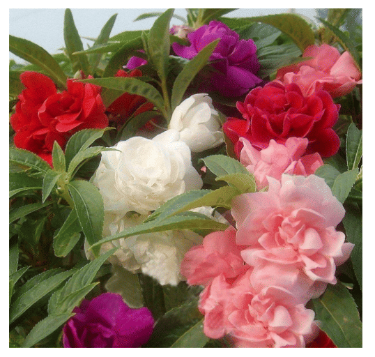     			LiveNature Balsam Mixed Flower ( 500 Seeds )