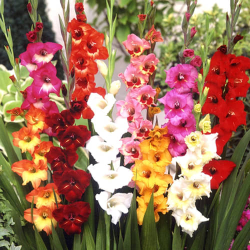     			LiveNature Gladiolus Mixed Flower ( 6 Seeds )