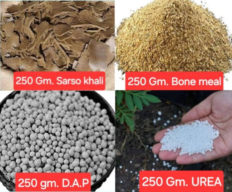     			PAUDHAWALA Fertilizer Granules ( 1 ) For House Plants