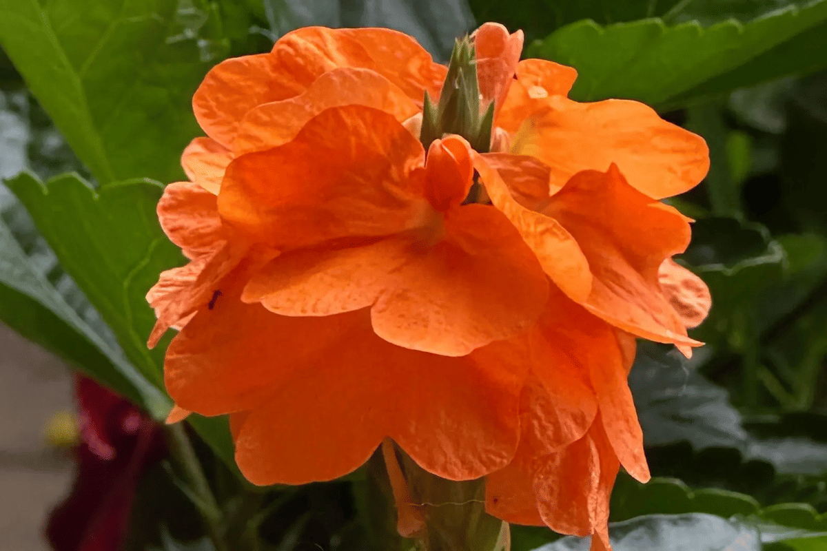 PARTHVA CROSSANDRA 30 SEEDS FOR HOME GARDEN PARTHVA CROSSANDRA 30 SEEDS FOR HOME GARDEN