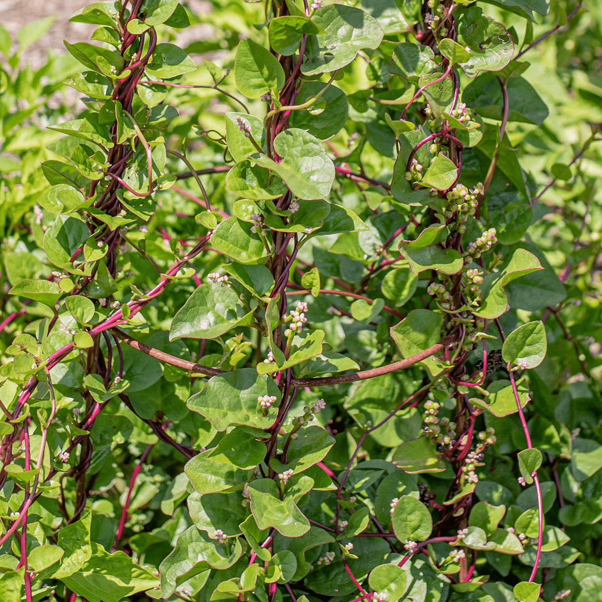     			PARTHVA MALABAR SPINACH 10 SEEDS,Grow Lush & Nutritious Malabar Spinach – Premium Seeds for Thriving Vines [ PACK OF 3 ]